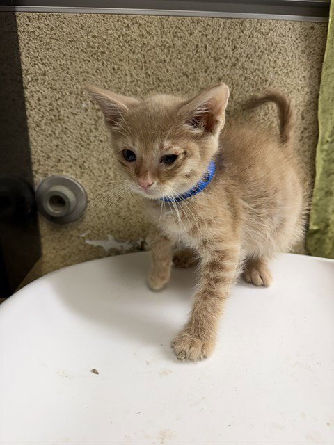 CHEESE BALL (CB) - Domestic Short Hair available for adoption