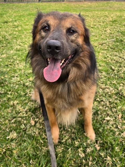 HOWIE - Australian Shepherd / German Shepherd Dog available for adoption