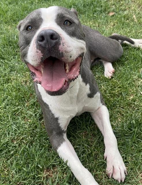 BELLA - Pit Bull Terrier available for adoption