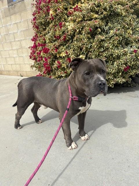 PILSBURY - Pit Bull Terrier available for adoption