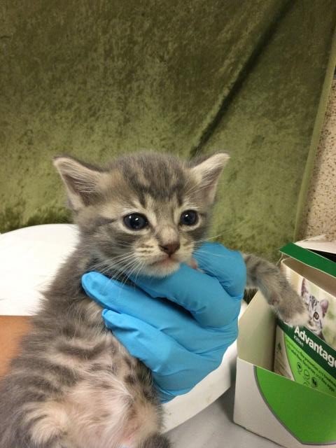 PINKY - Domestic Short Hair available for adoption