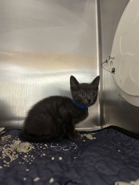 ANGEL - Domestic Short Hair available for adoption