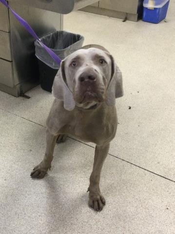 MR. GREY - Weimaraner available for adoption