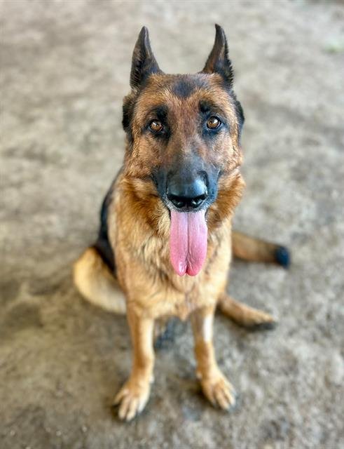 BUTTERCUP - German Shepherd Dog available for adoption