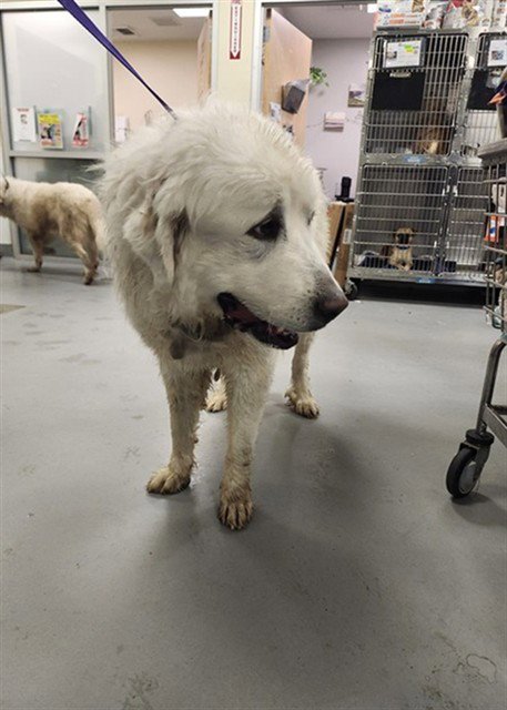 THOMAS - Great Pyrenees available for adoption