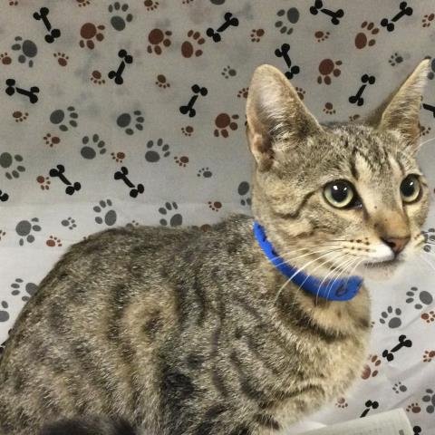 CODY - Domestic Short Hair available for adoption