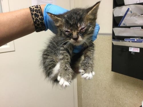 A1931893 - Domestic Short Hair available for adoption