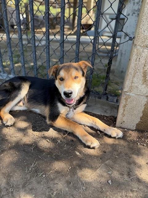 PETRIE - Chinese Shar-Pei available for adoption