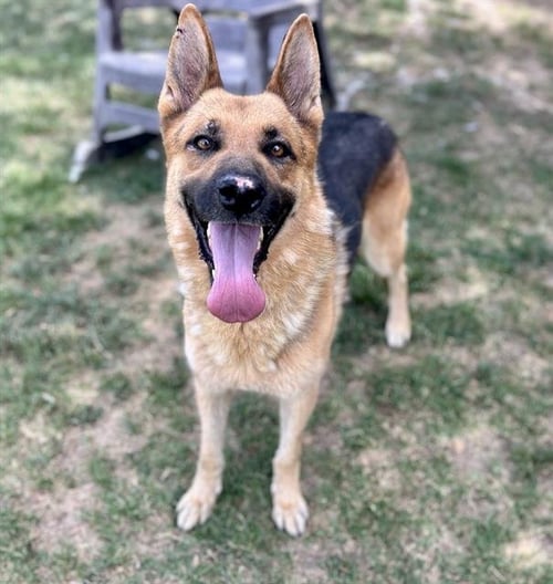 JASPER - German Shepherd Dog available for adoption