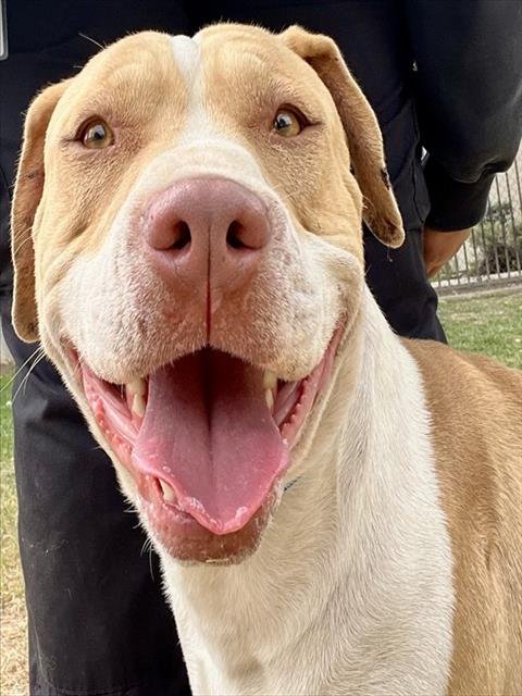 BROWNIE - Pit Bull Terrier available for adoption