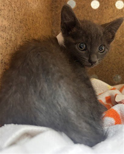 PRADA - Domestic Short Hair available for adoption