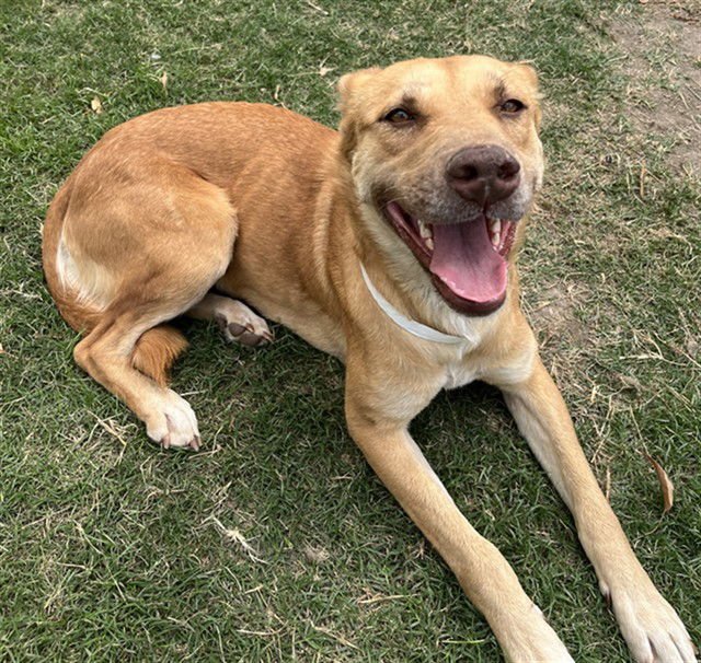 JENNY - German Shepherd Dog available for adoption