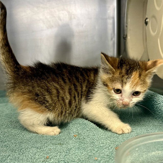 SISSY - Domestic Short Hair available for adoption