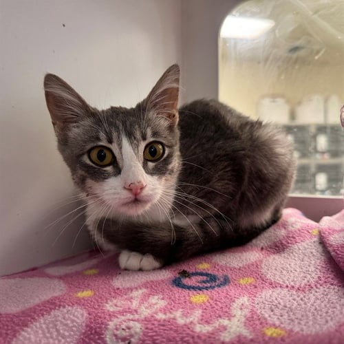 MITCHY - Domestic Short Hair available for adoption