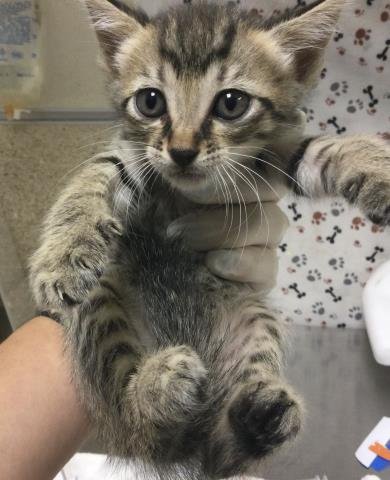SQUIRRELY - Domestic Short Hair available for adoption