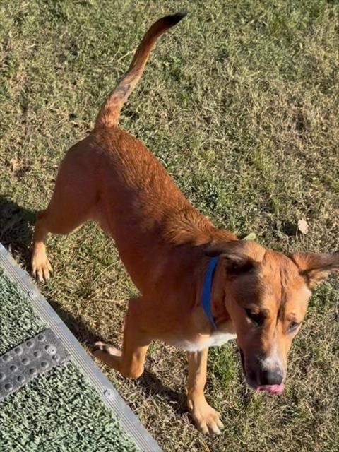 DARCIE - Staffordshire Bull Terrier available for adoption