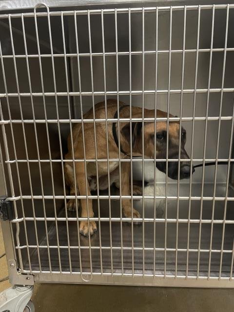 DOUBLE - Belgian Shepherd Malinois available for adoption