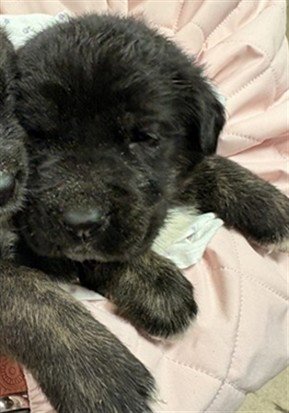 POO BEAR - German Shepherd Dog / Australian Shepherd available for adoption