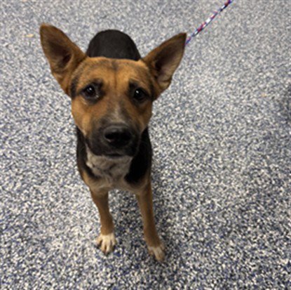 HOLLY - German Shepherd Dog available for adoption