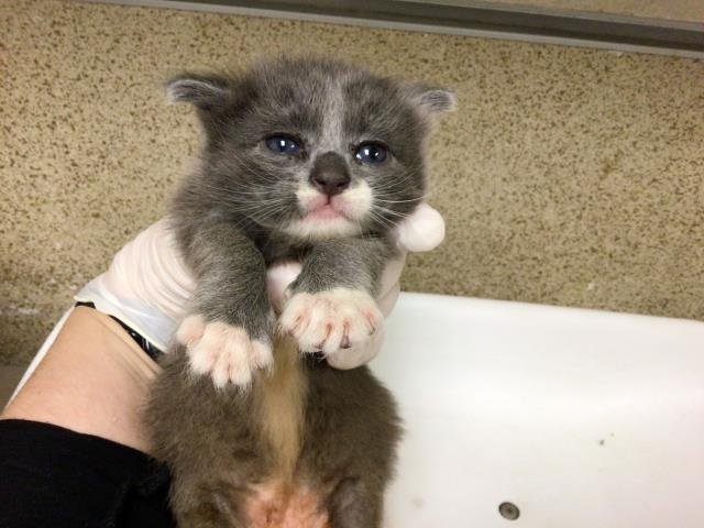 A1857536 - Domestic Short Hair for adoption in Riverside