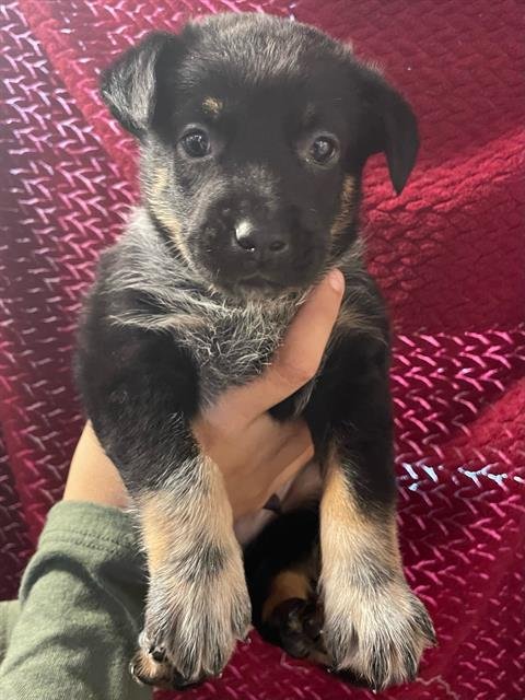 LUCKY - Australian Cattle Dog/Blue Heeler available for adoption