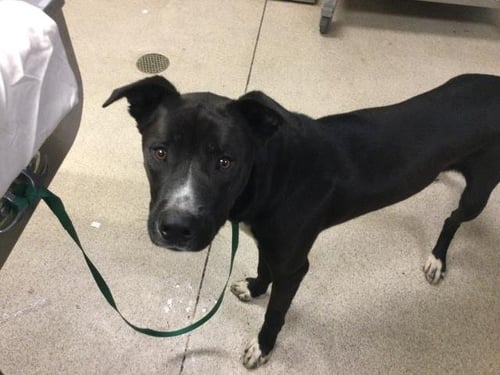 EKKO DUP - Pit Bull Terrier available for adoption