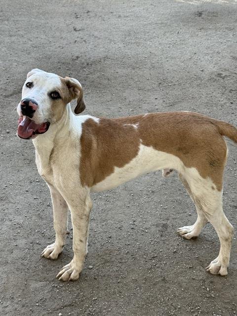 PICKLE - Labrador Retriever available for adoption
