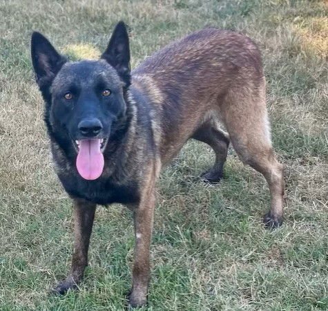 SKYLAR - Belgian Shepherd Malinois available for adoption
