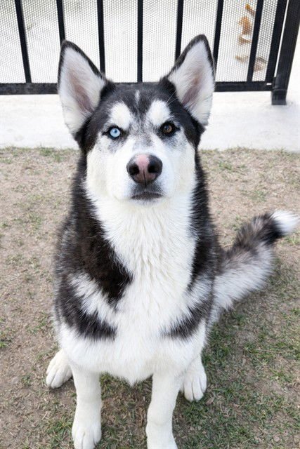 HARLEM - Siberian Husky available for adoption