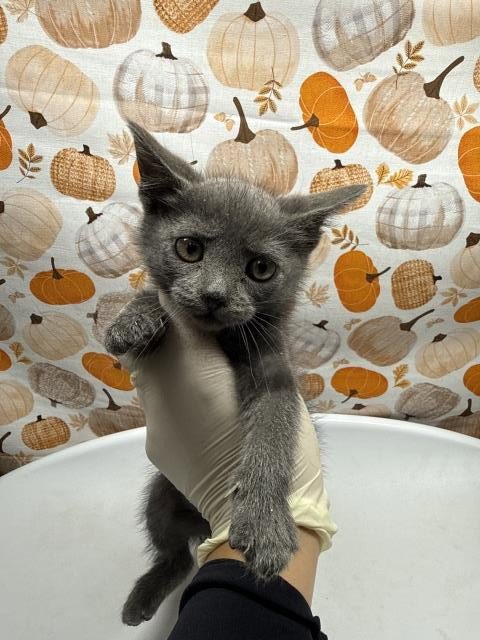 PEA - Domestic Short Hair available for adoption