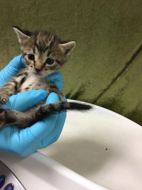 MISTY - Domestic Short Hair available for adoption
