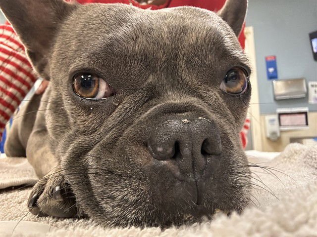 BIKINIE - French Bulldog available for adoption