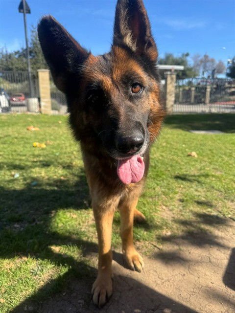 BEAUTY - German Shepherd Dog available for adoption