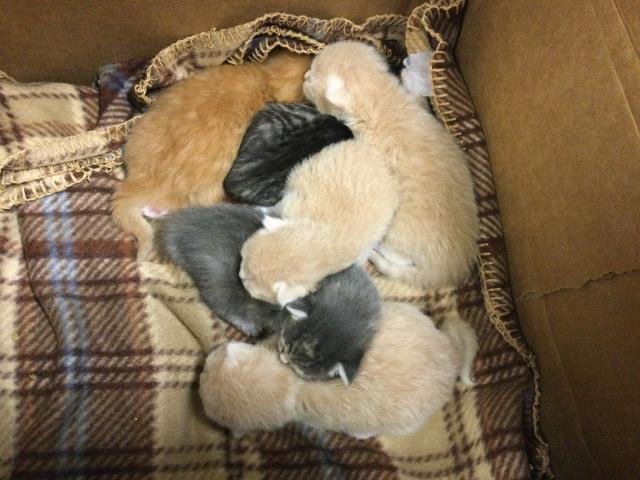 MILLI - Domestic Short Hair available for adoption