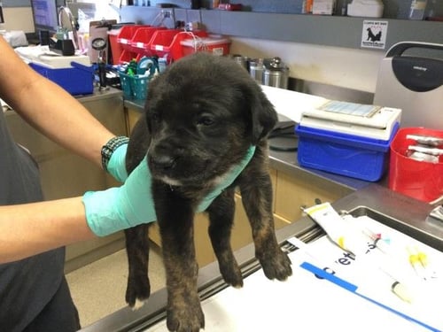 BAKED - German Shepherd Dog / Australian Shepherd available for adoption
