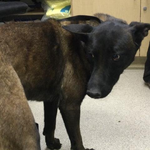 KOA - Belgian Shepherd Malinois available for adoption