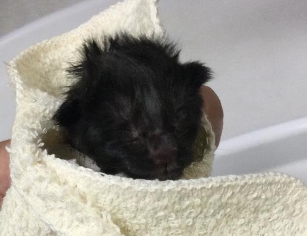 BABY - Domestic Short Hair available for adoption