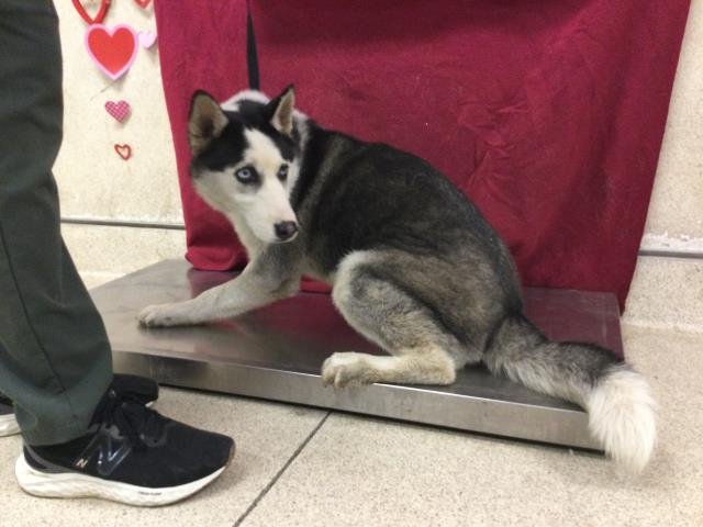 MOOSEY - Siberian Husky available for adoption