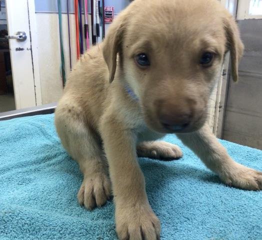 CHEESY - Great Pyrenees available for adoption