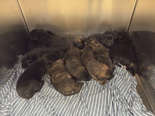 TATERS - German Shepherd Dog / Australian Shepherd available for adoption
