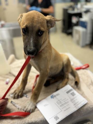A1934642 - German Shepherd Dog available for adoption