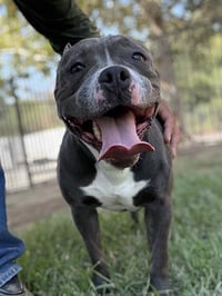 CHAPO - Photo 1