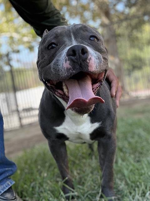 CHAPO - Pit Bull Terrier available for adoption