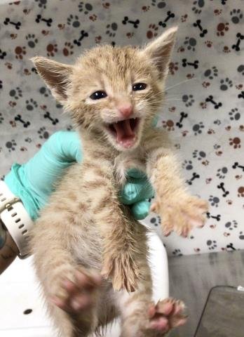 EDDY - Domestic Short Hair available for adoption