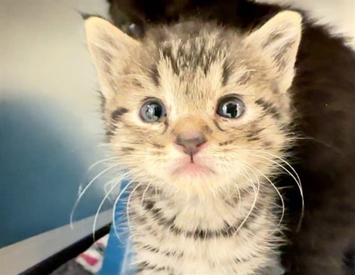 LUDOVICO - Domestic Short Hair available for adoption