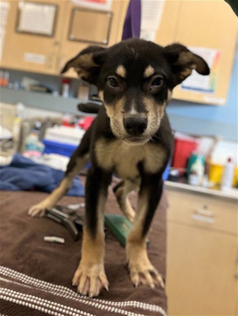 FERB FLYNN - German Shepherd Dog available for adoption