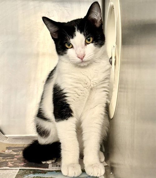 FLETCHER - Domestic Short Hair available for adoption