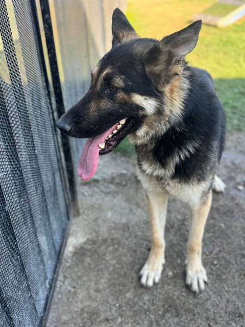 MIKE - German Shepherd Dog available for adoption