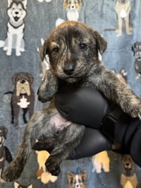 PEPPER - Photo 1