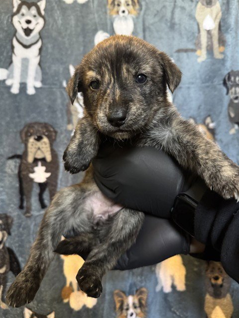PEPPER - German Shepherd Dog / Pit Bull Terrier available for adoption